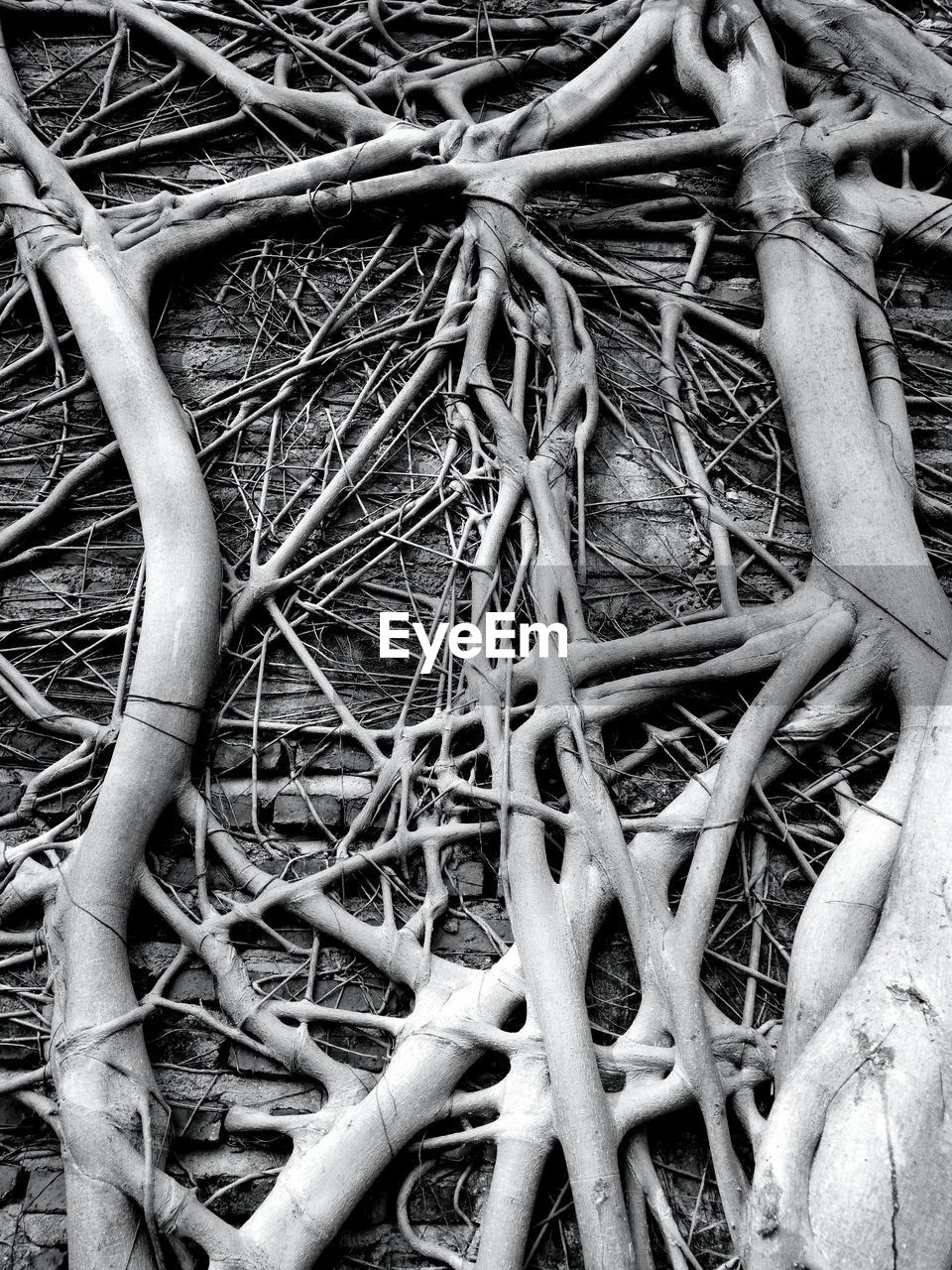 CLOSE-UP OF ROOTS IN BACKGROUND