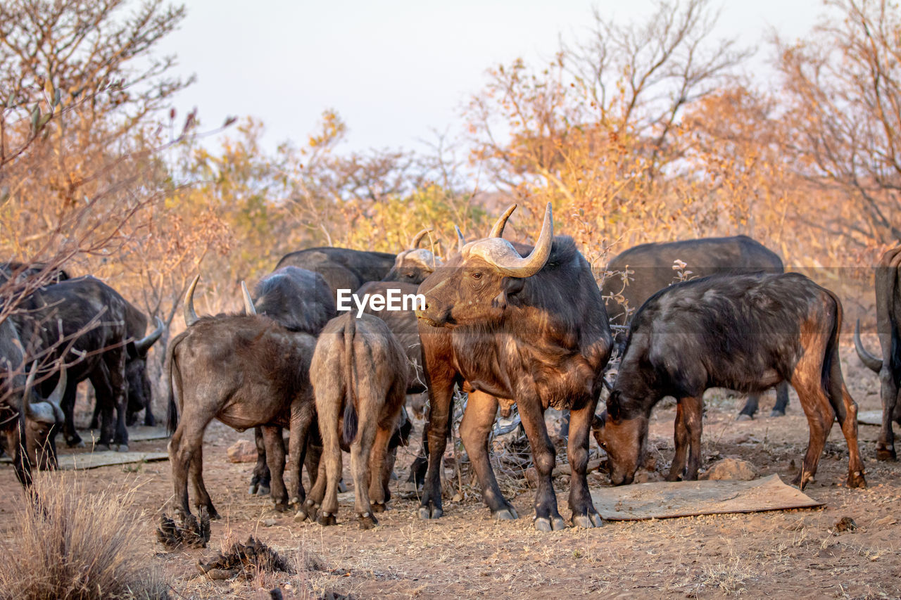 HERD OF SHEEP IN A FIELD