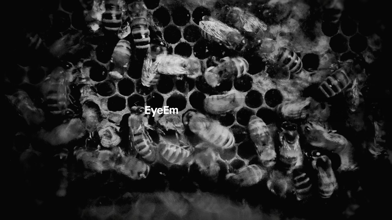 Close-up of honey bees on honeycomb