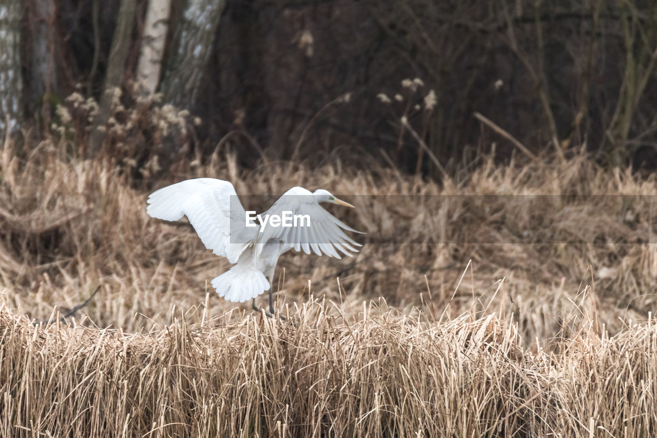 White bird flying over a field