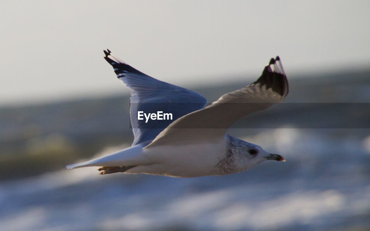 CLOSE-UP OF SEAGULL FLYING OVER SEA