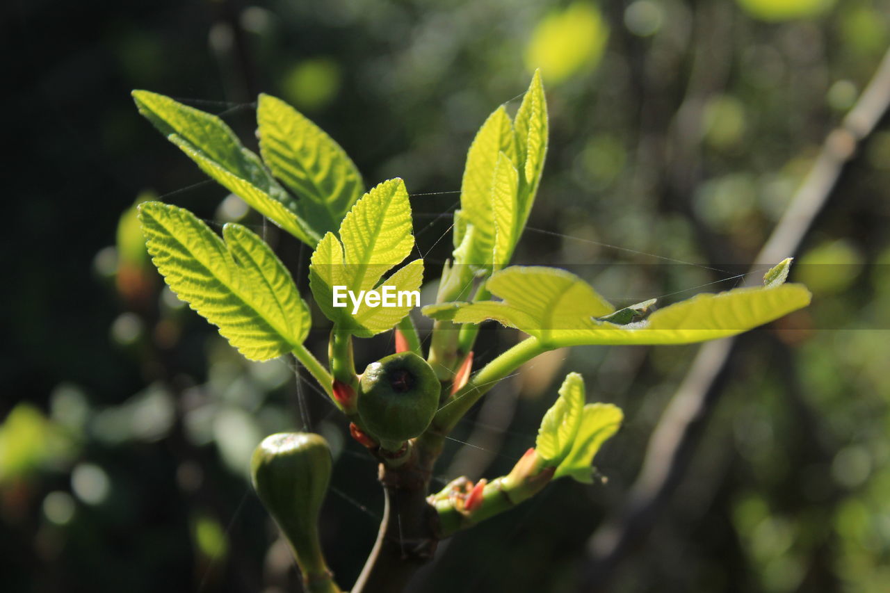 CLOSE-UP OF FRESH GREEN LEAVES