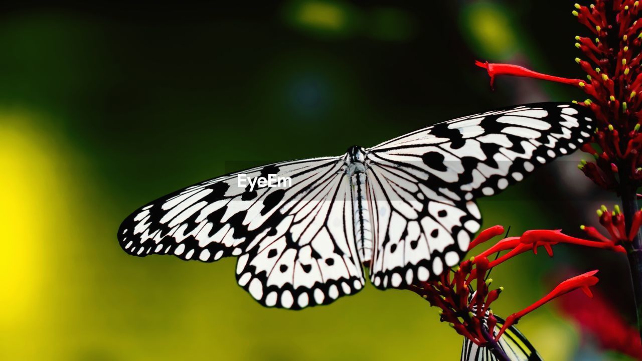 Close-up of butterfly on flower