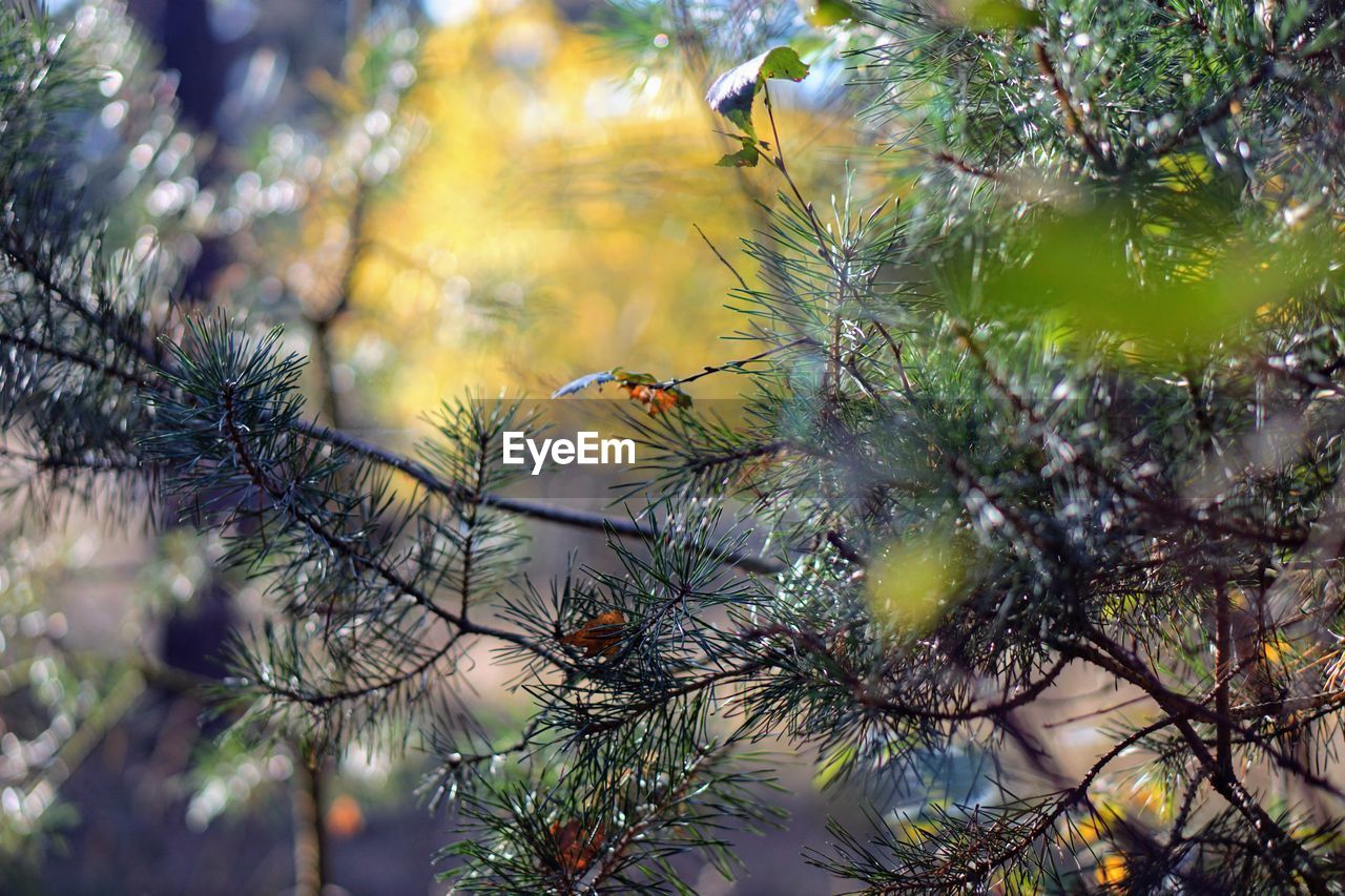 CLOSE-UP OF PINE TREE BRANCHES