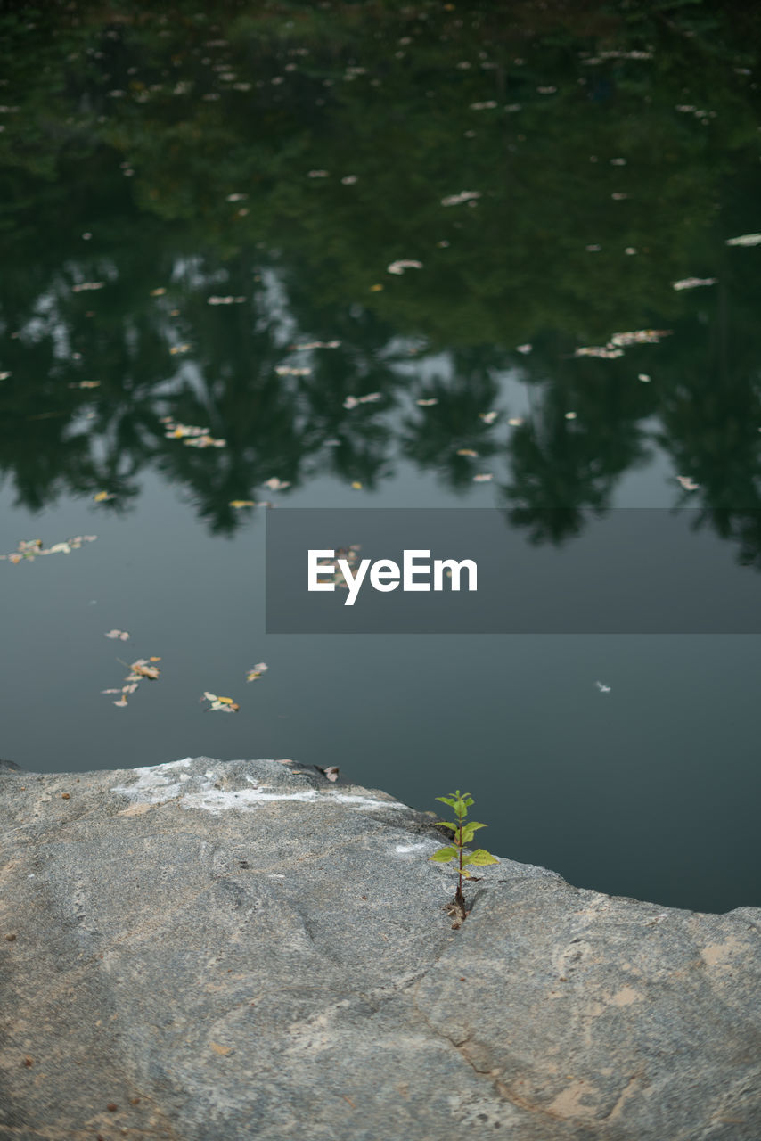 HIGH ANGLE VIEW OF LEAF FLOATING ON WATER