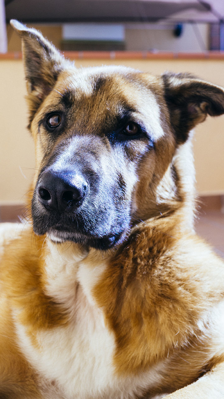 Close-up of a dog