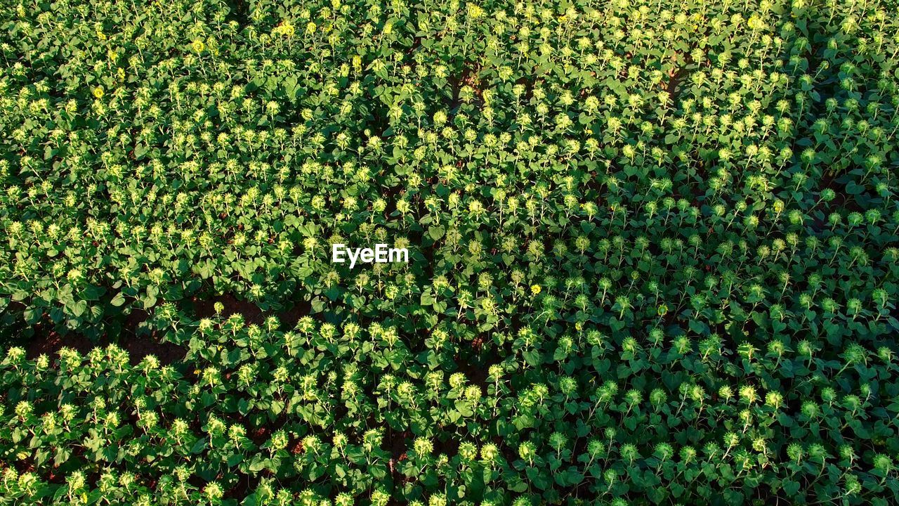 HIGH ANGLE VIEW OF FLOWERING PLANTS GROWING ON FIELD