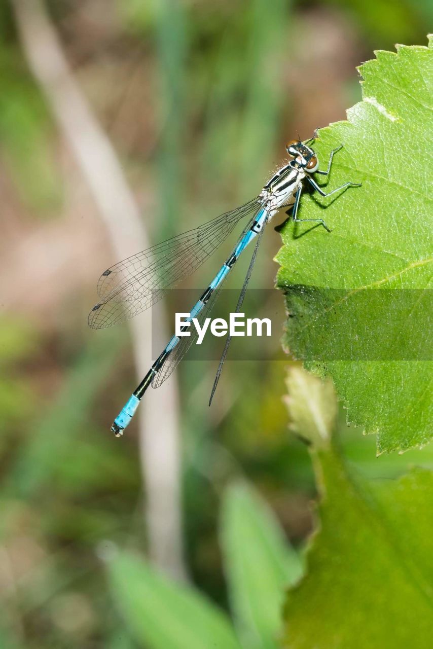 Close-up of damselfly on plant