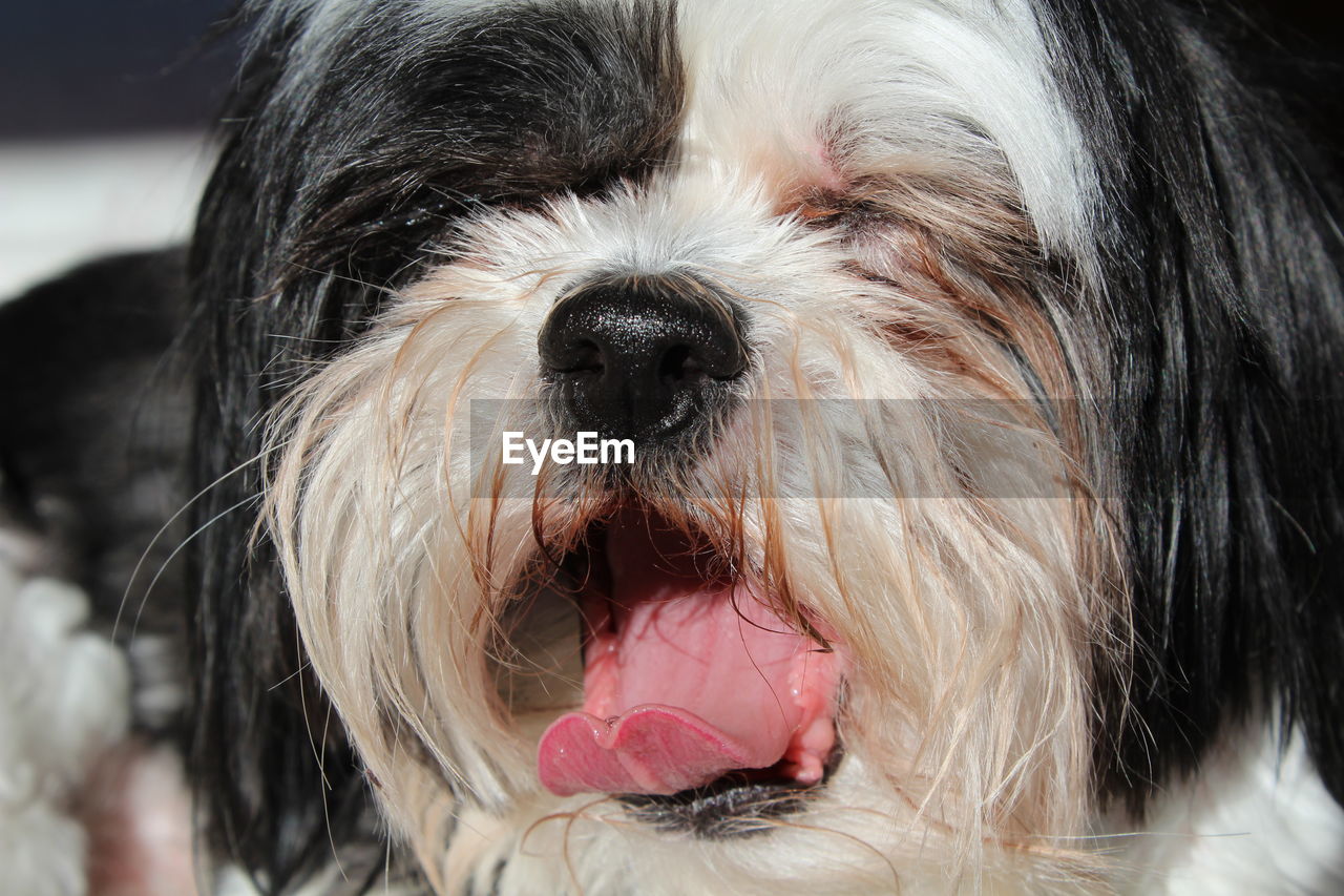 Close-up of dog sticking out tongue