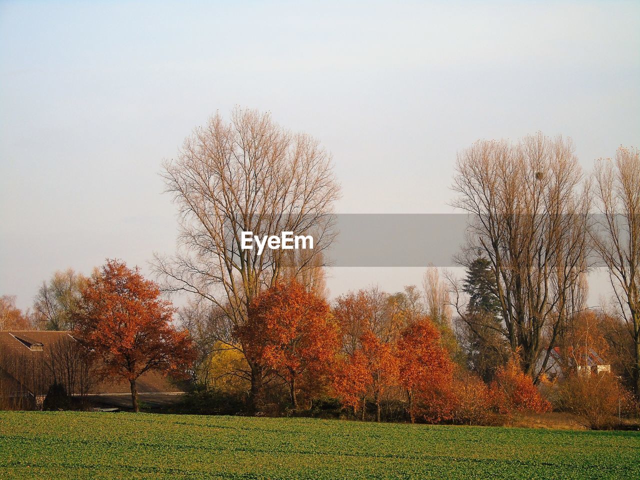 TREES GROWING ON FIELD AGAINST SKY DURING SUNSET