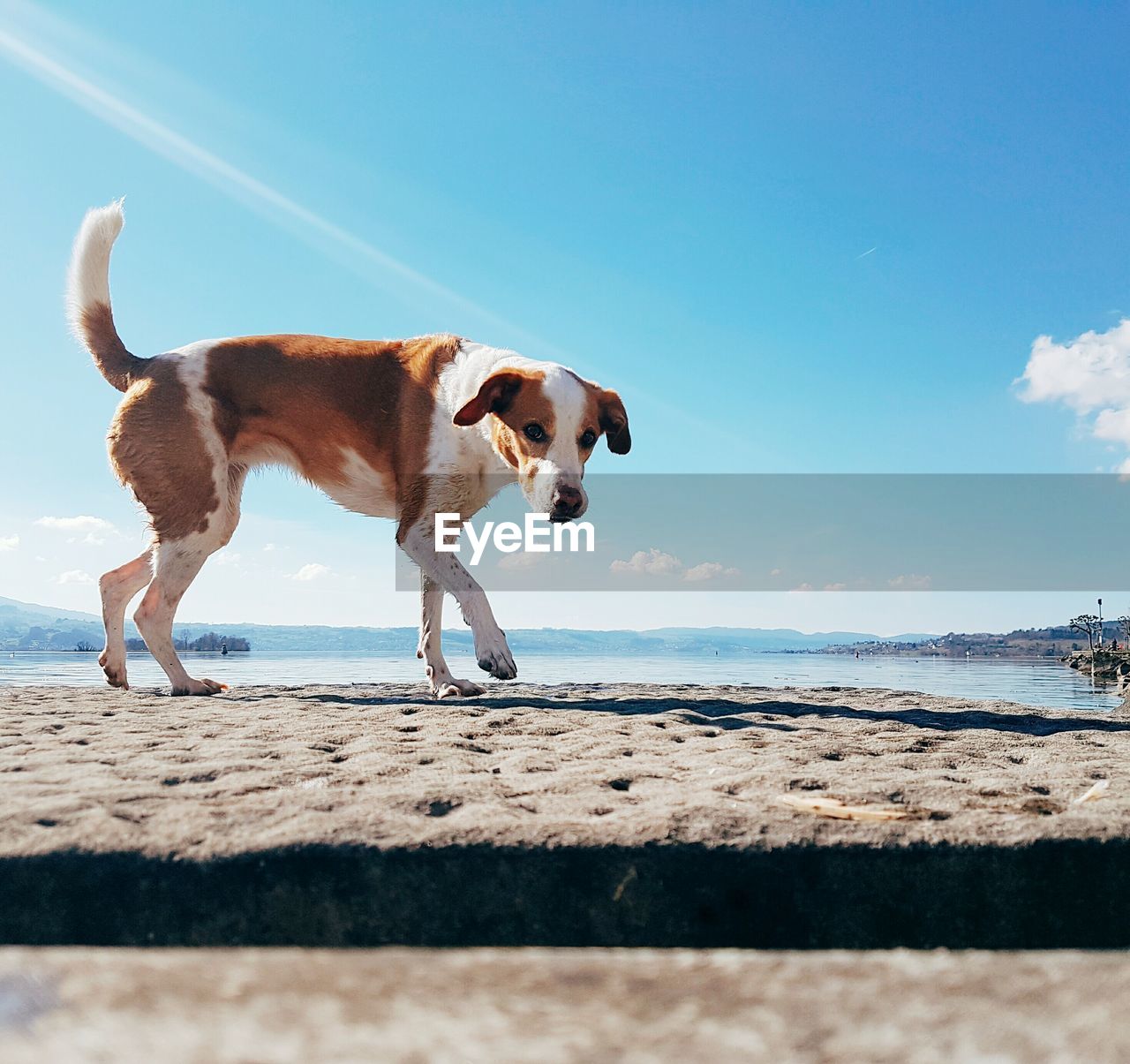 DOG STANDING ON SHORE AGAINST SKY