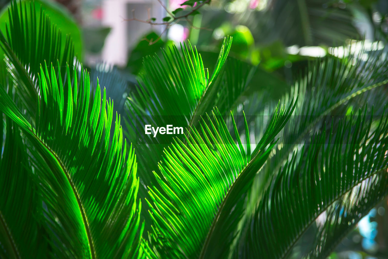 Large tropical leaves are brightly backlit with dark contrasting shadows. summer background