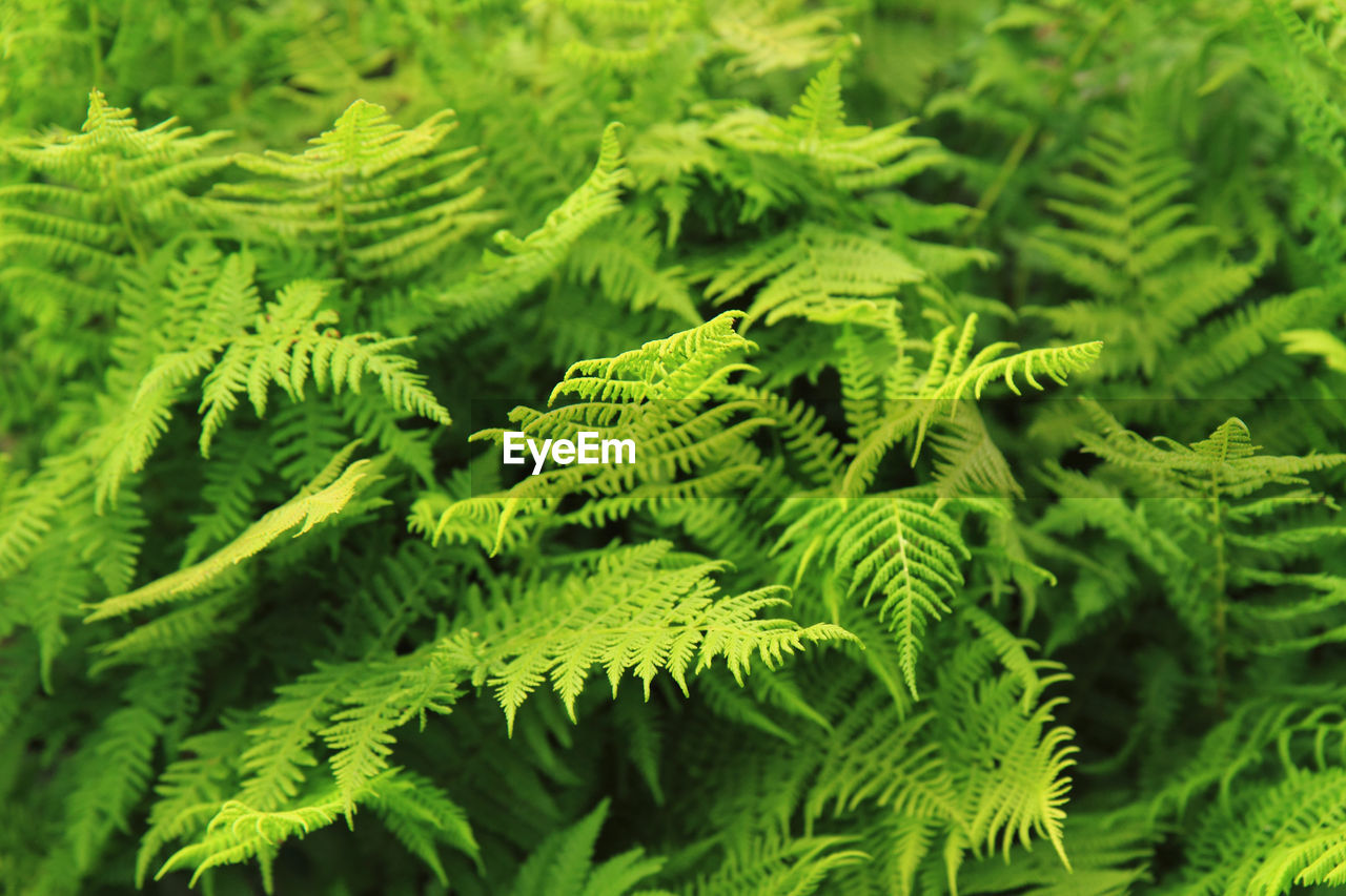 Close-up of green leaves