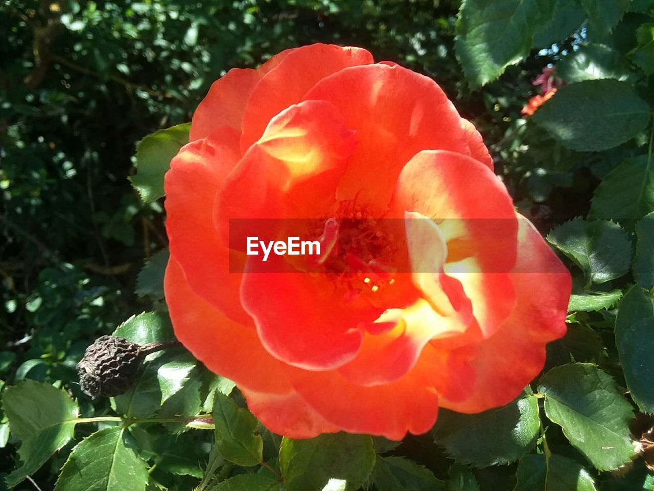 CLOSE-UP OF RED FLOWER