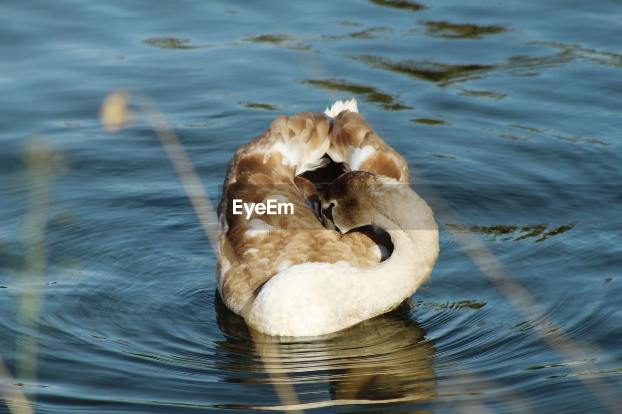 Swan relaxing on lake