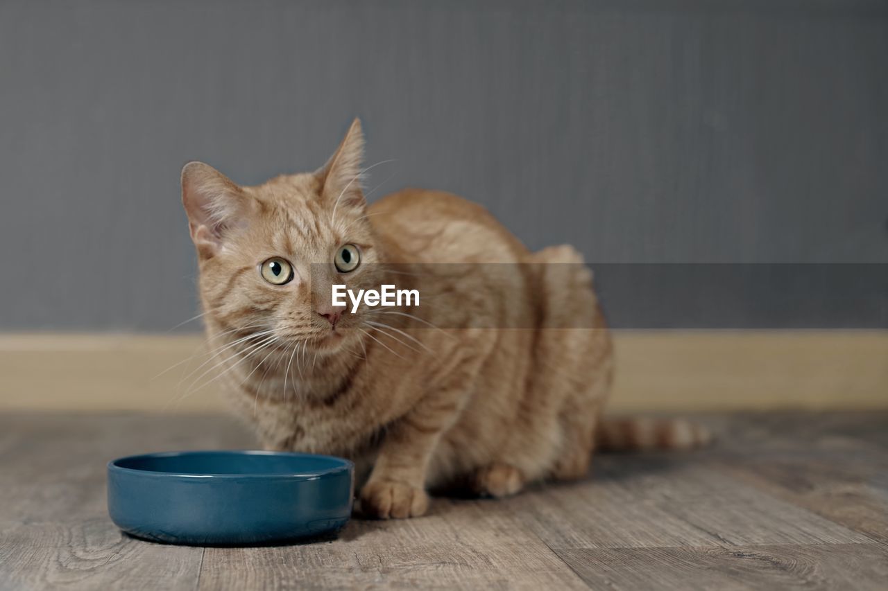 Cute ginger cat waiting for food at home