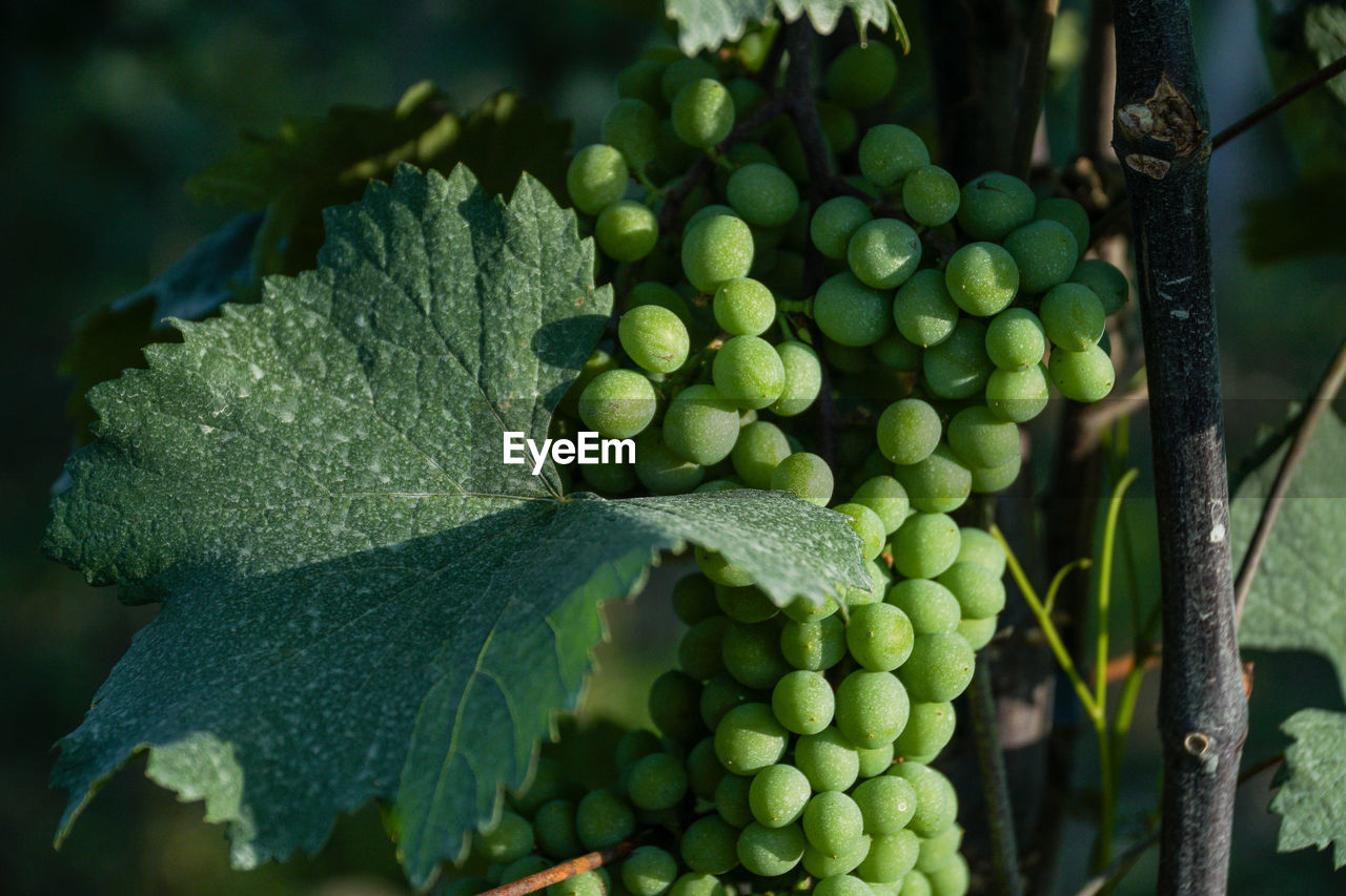 Close-up of grapes growing in vineyard