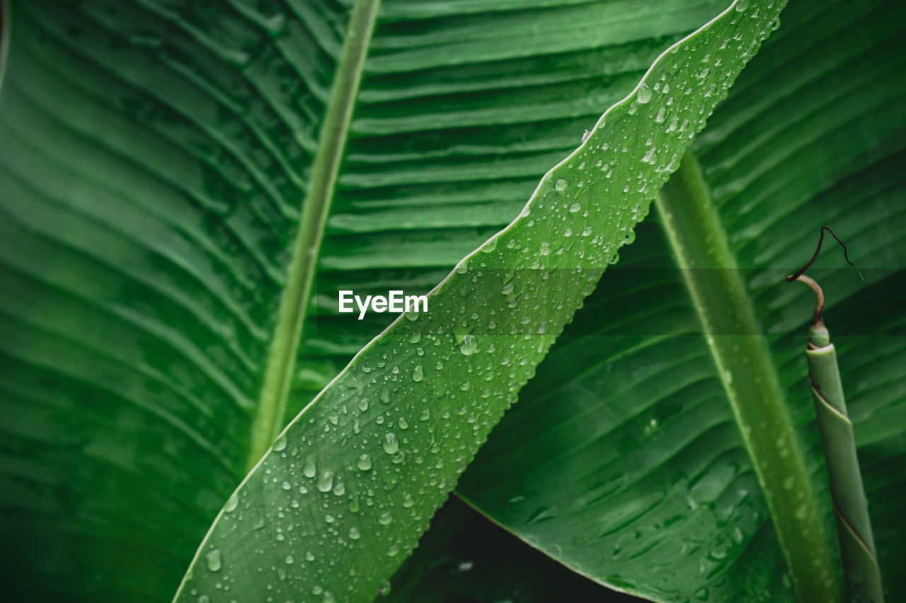 CLOSE-UP OF WET PLANT LEAVES