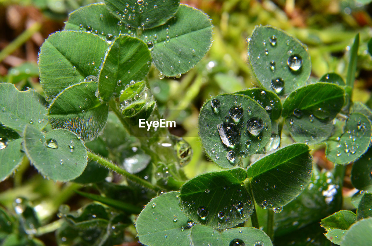 Close-up of wet plant leaves during rainy season