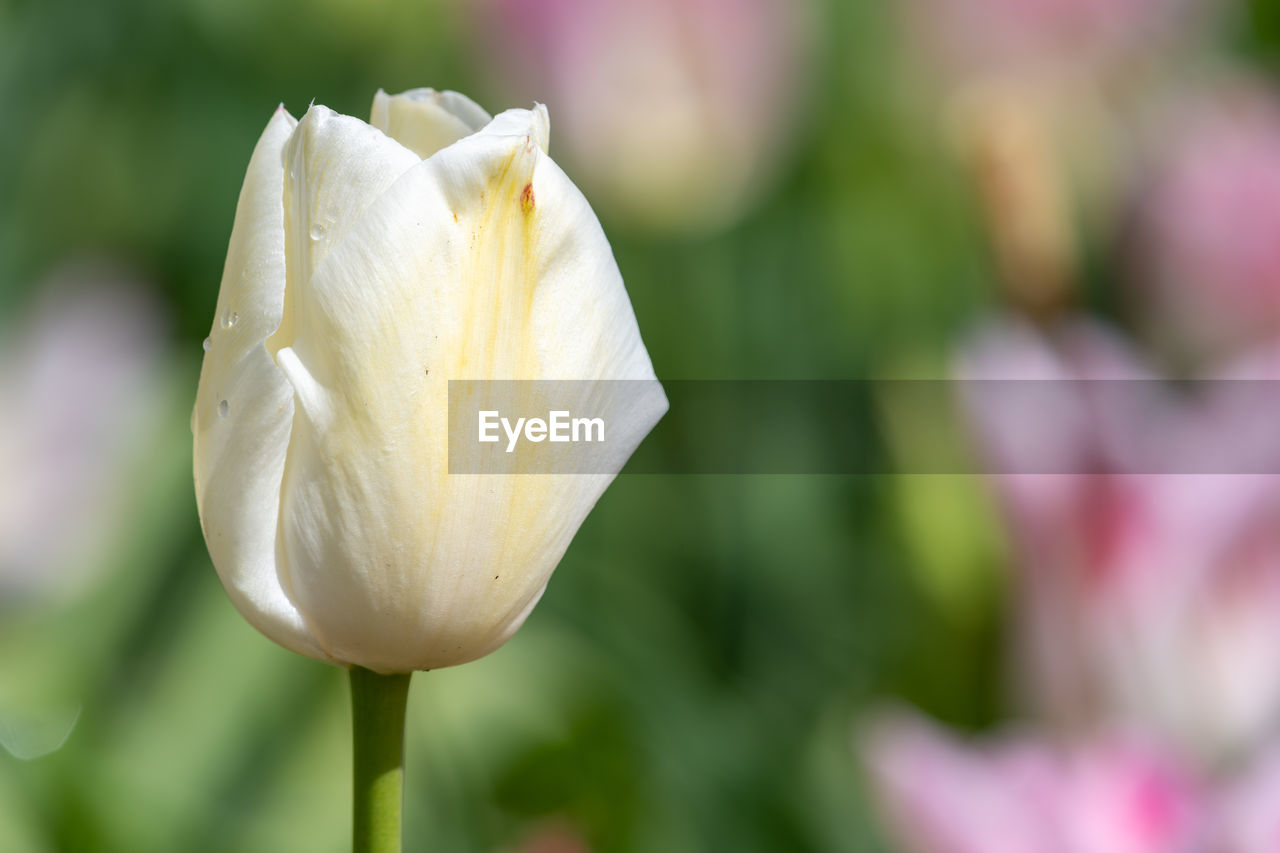 flower, flowering plant, plant, freshness, beauty in nature, petal, close-up, fragility, flower head, inflorescence, nature, growth, focus on foreground, tulip, springtime, white, no people, macro photography, pink, outdoors, blossom, plant stem, rose, botany, yellow, selective focus, day, bud, leaf, lily, plant part, garden