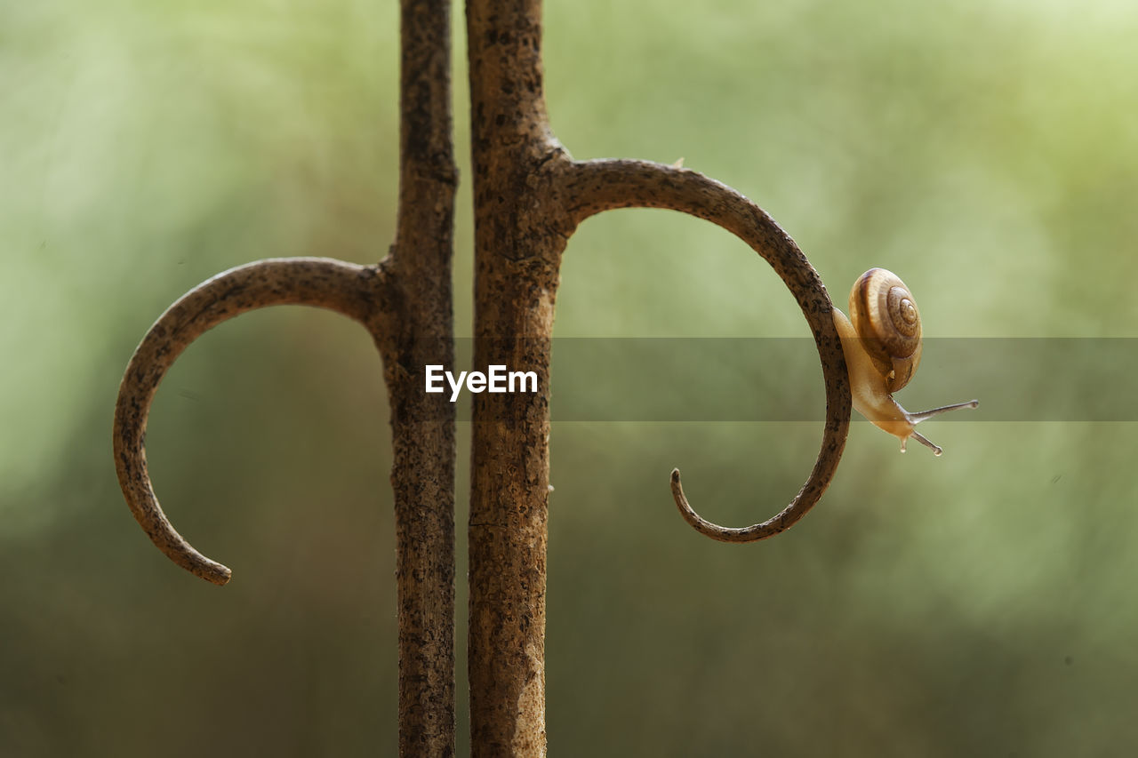 Beautiful snail in beautiful place