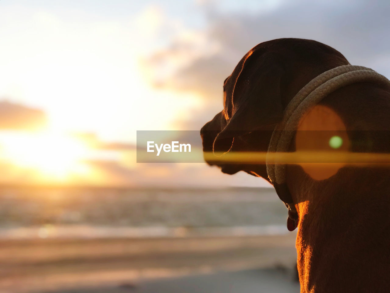 Close-up of dog sitting at beach during sunset