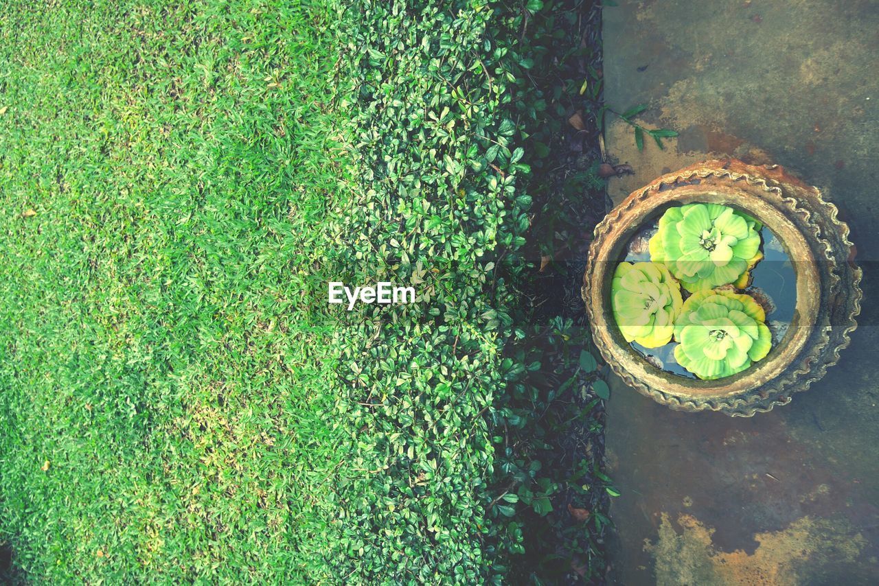 HIGH ANGLE VIEW OF GREEN PLANTS