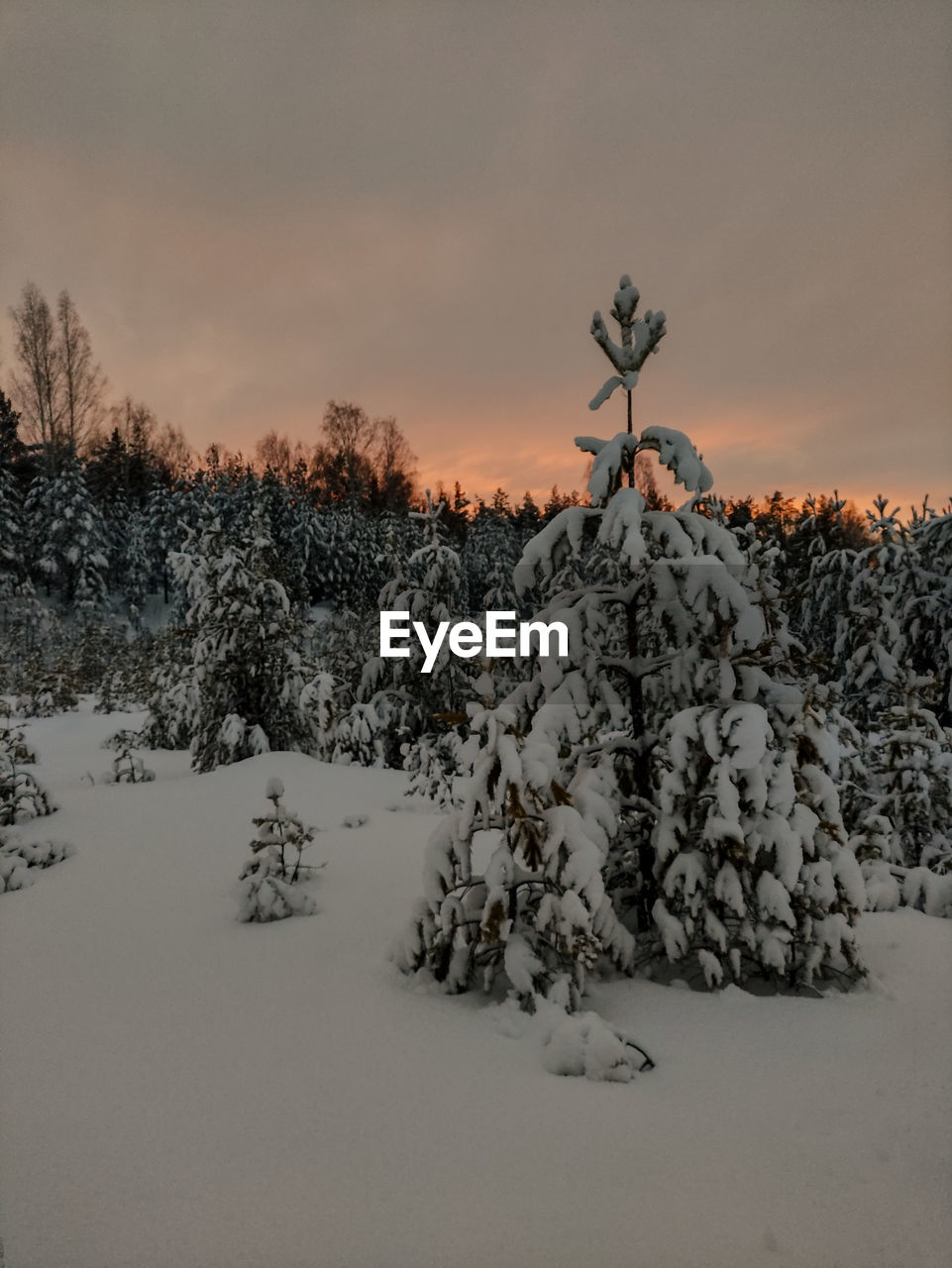 winter, snow, cold temperature, sky, tree, environment, nature, plant, landscape, scenics - nature, sunset, beauty in nature, land, coniferous tree, tranquility, no people, forest, tranquil scene, pinaceae, frozen, cloud, non-urban scene, pine tree, rural scene, pine woodland, freezing, outdoors, mountain, dusk, woodland, frost