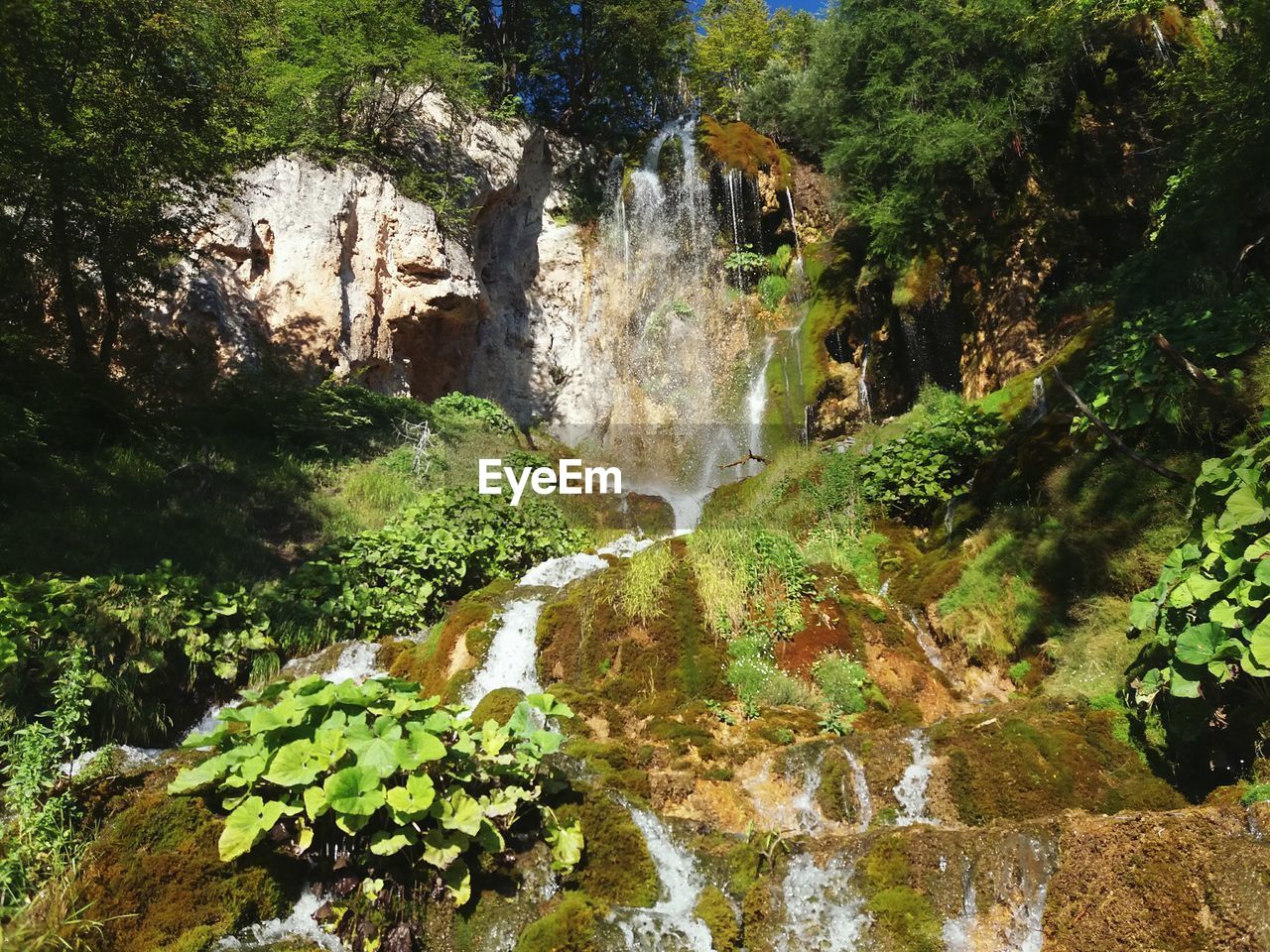 CLOSE-UP OF FLOWING AMIDST PLANTS