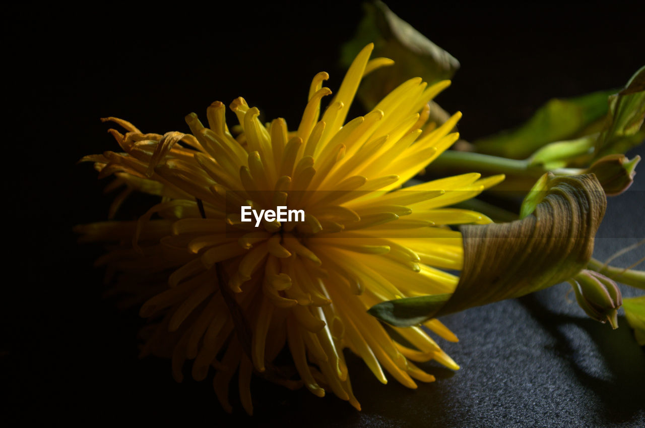 Close-up of flower over black background