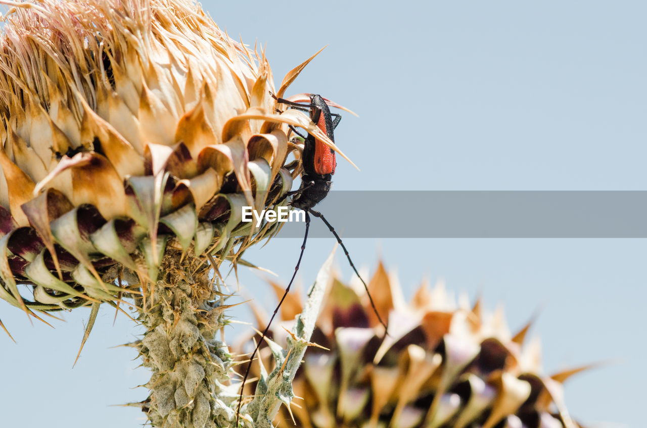 Close-up of insect on flower against sky