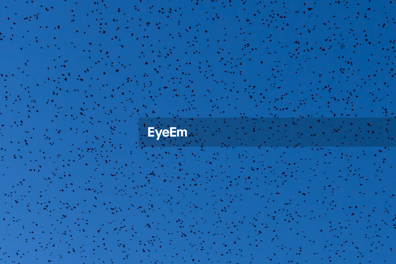 FLOCK OF BIRDS FLYING IN SKY