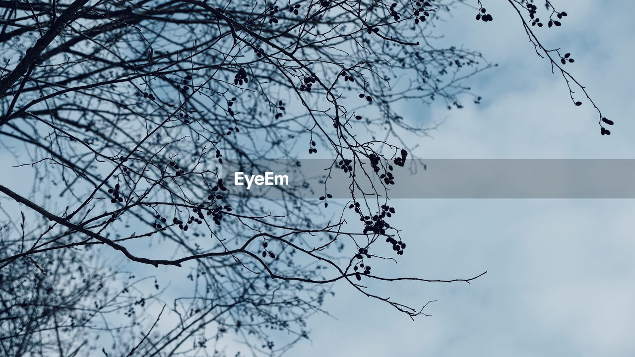 LOW ANGLE VIEW OF PLANTS ON TREE AGAINST SKY