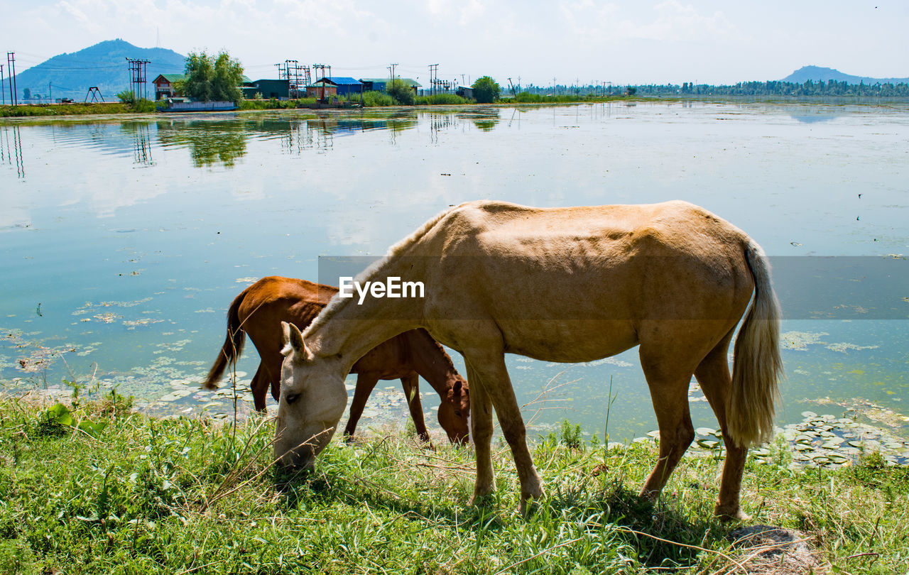horse grazing on field by lake