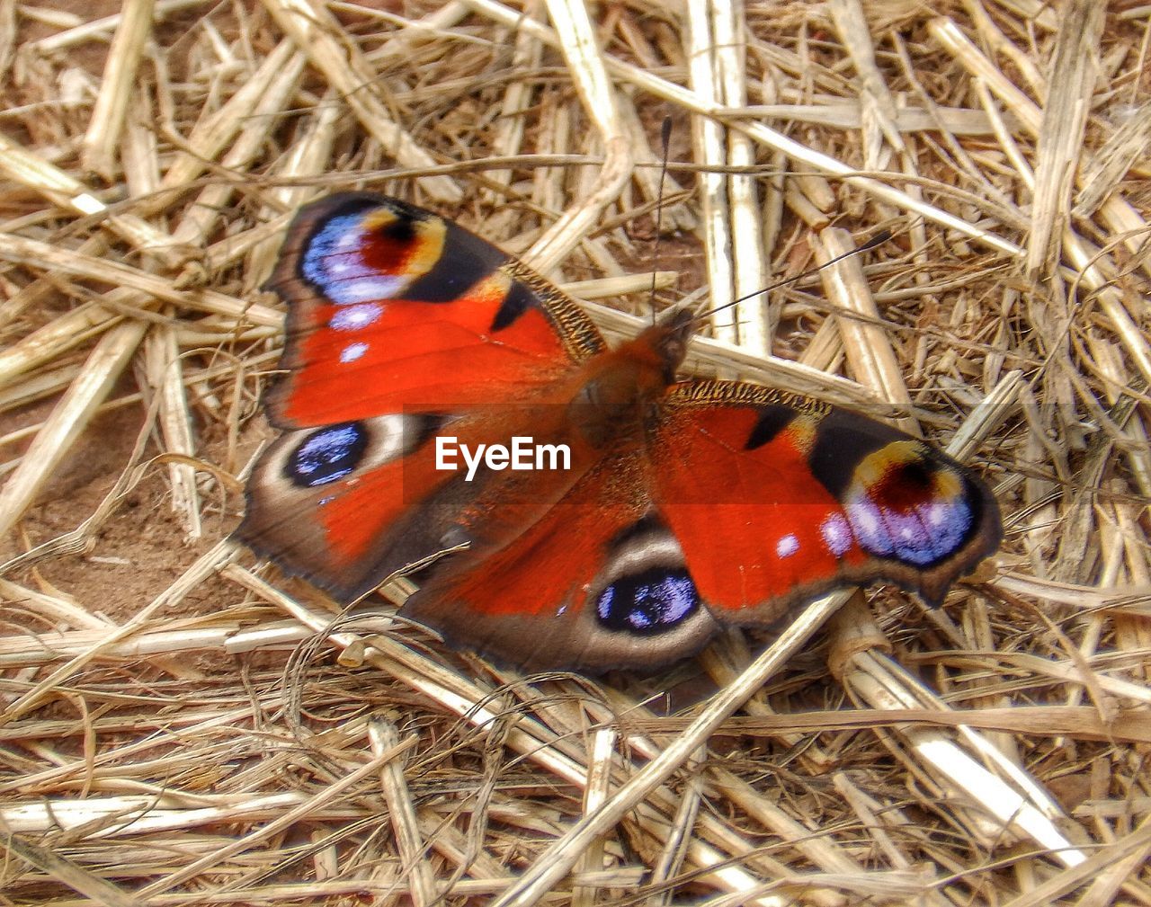 High angle view of peacock butterfly on hay