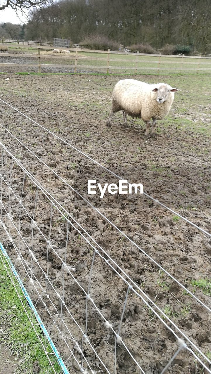 VIEW OF SHEEP IN FIELD