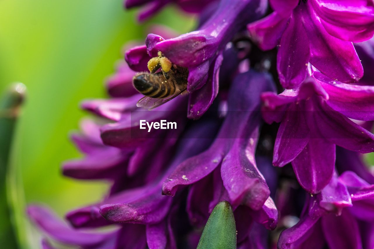 CLOSE-UP OF BUMBLEBEE ON PURPLE FLOWERS