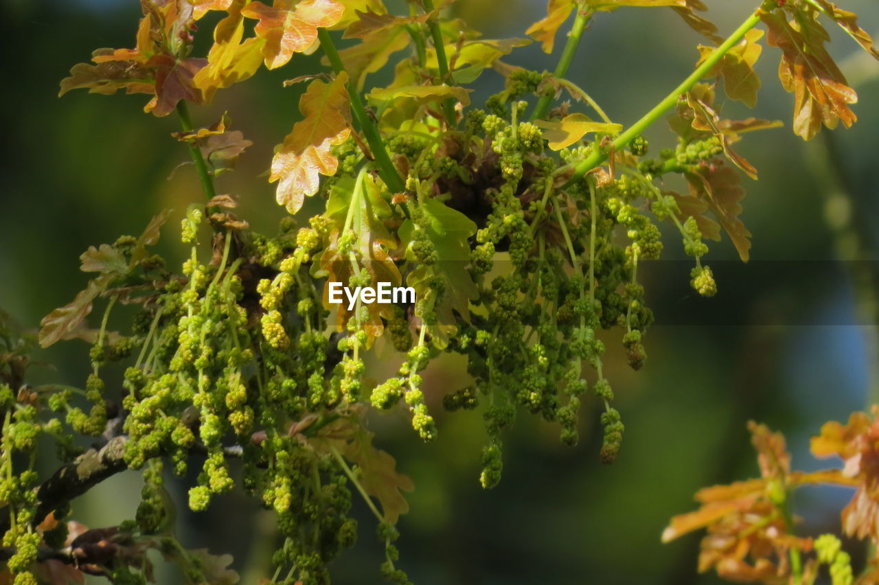 Blossoms of oak tree