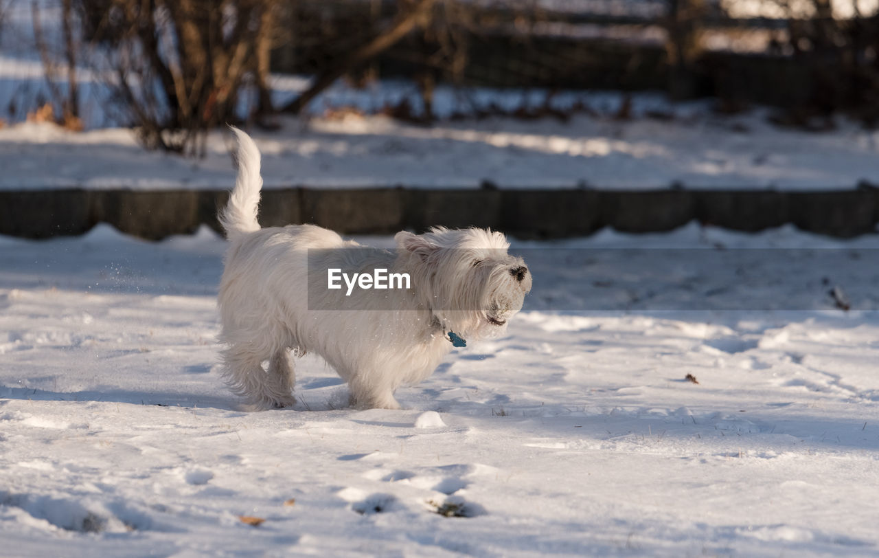WHITE DOG ON SNOW DURING WINTER