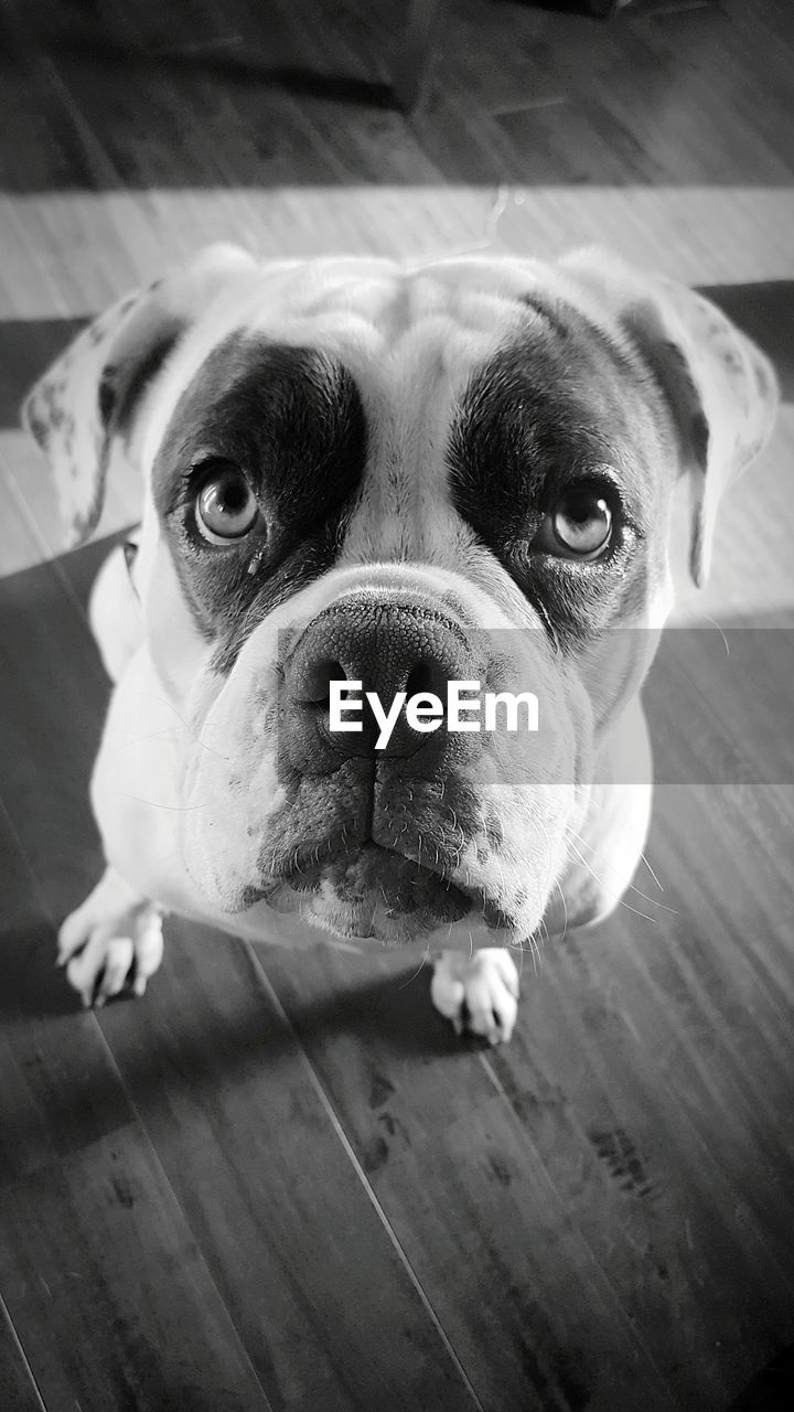 CLOSE-UP PORTRAIT OF DOG ON HARDWOOD FLOOR