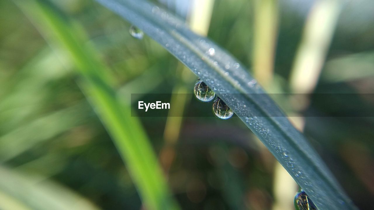 CLOSE-UP OF WATER DROPS ON PLANT