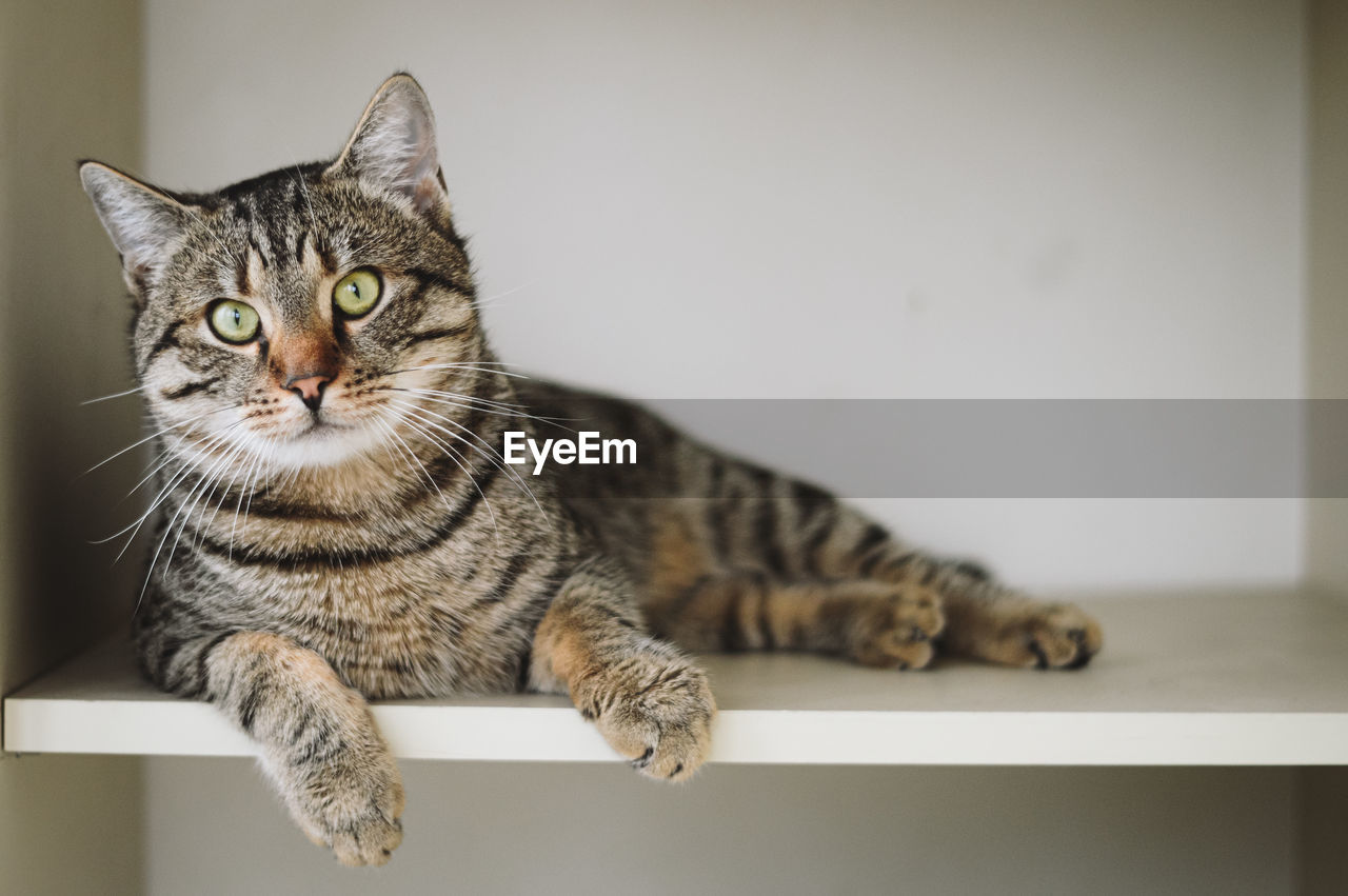 animal, animal themes, cat, domestic cat, pet, mammal, domestic animals, feline, one animal, tabby cat, portrait, indoors, looking at camera, tabby, felidae, sitting, no people, whiskers, animal hair, relaxation, small to medium-sized cats, carnivore, cute