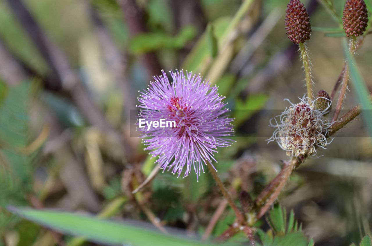 CLOSE-UP OF PURPLE FLOWERS