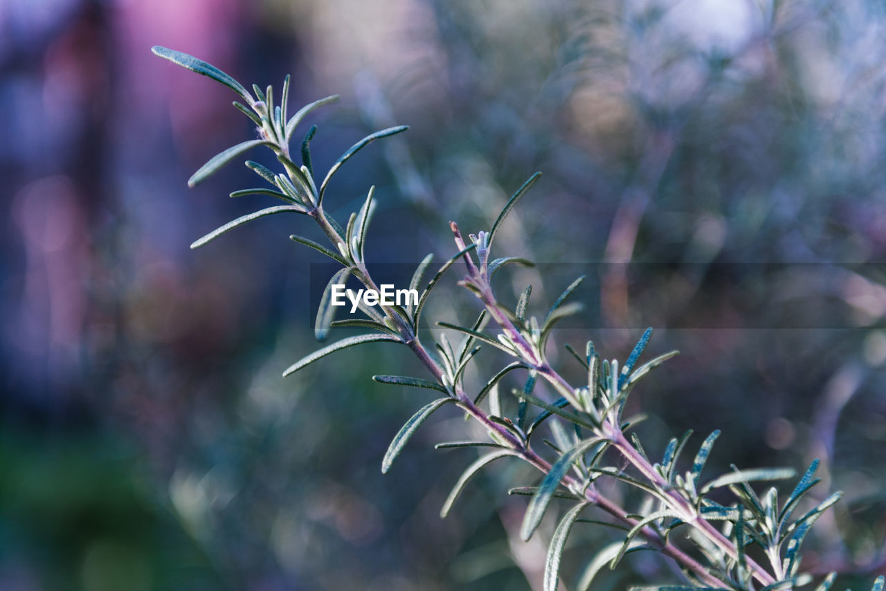 CLOSE-UP OF PLANT AGAINST BLURRED PLANTS