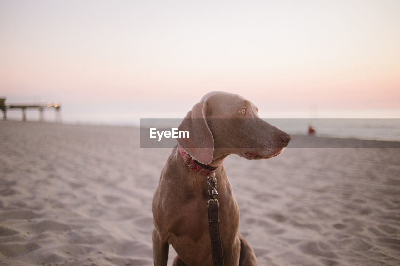 Close-up of dog on beach against sky during sunset