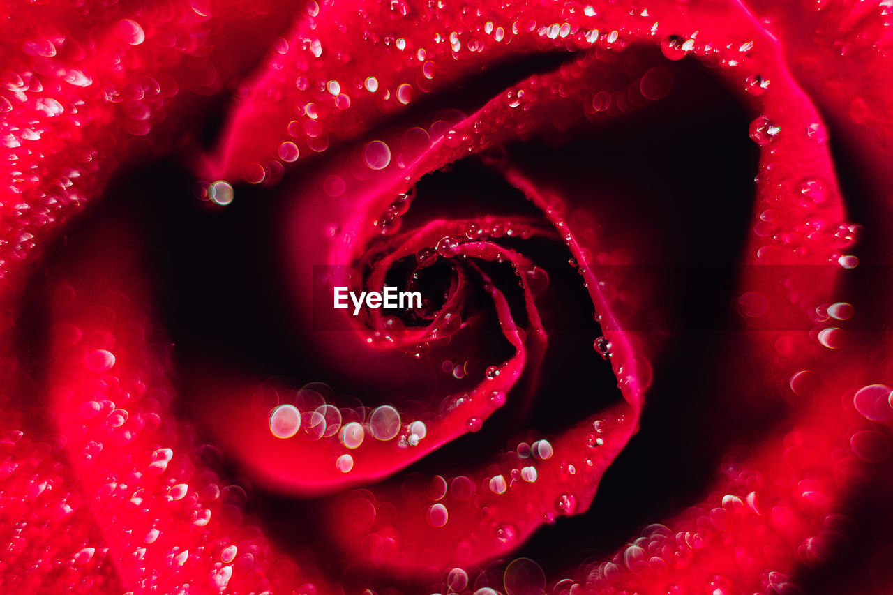 Red rose flower and water drop on petal closeup selective focus