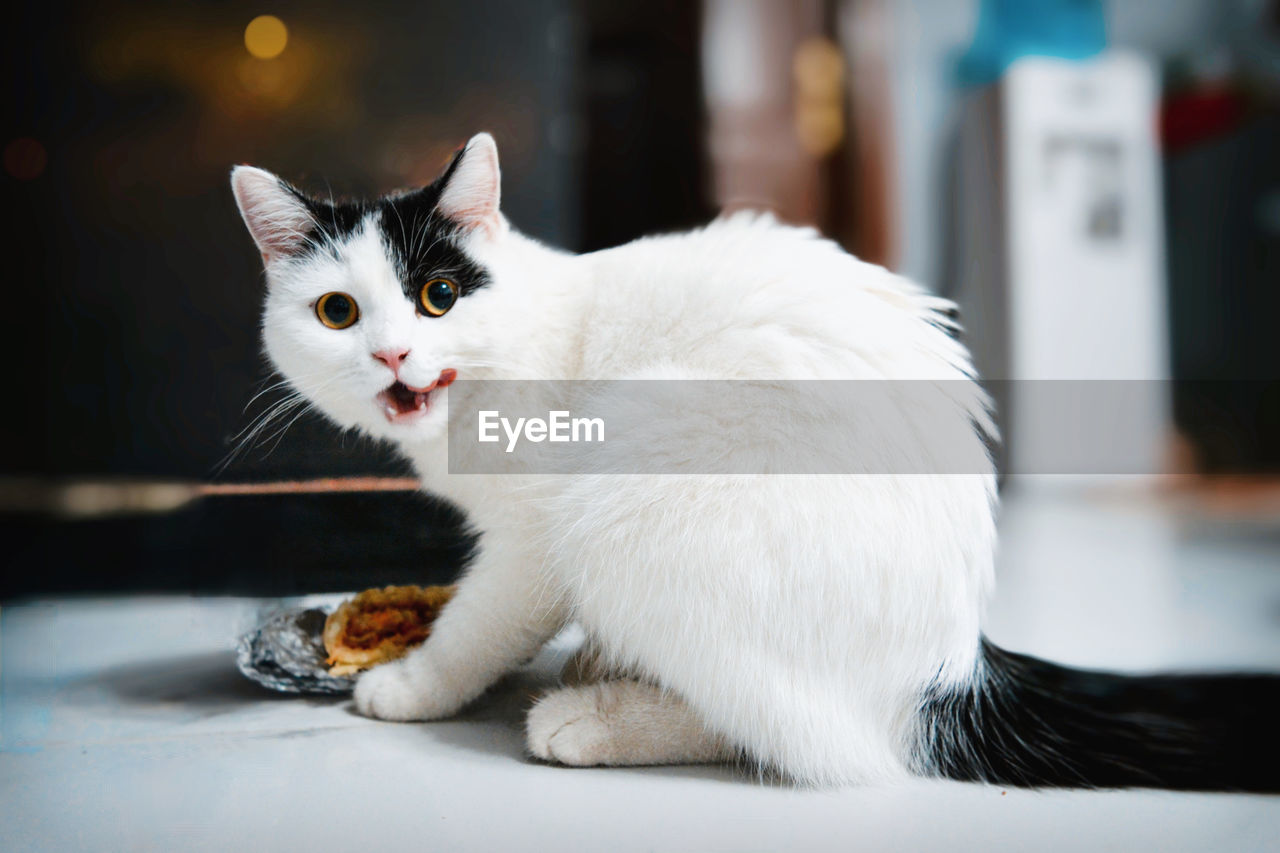 Close-up portrait of a cat