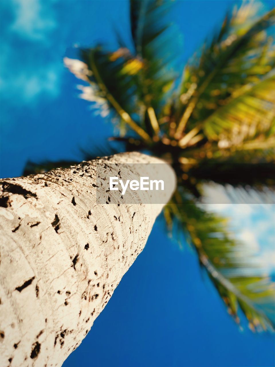 LOW ANGLE VIEW OF PALM TREES AGAINST CLEAR BLUE SKY