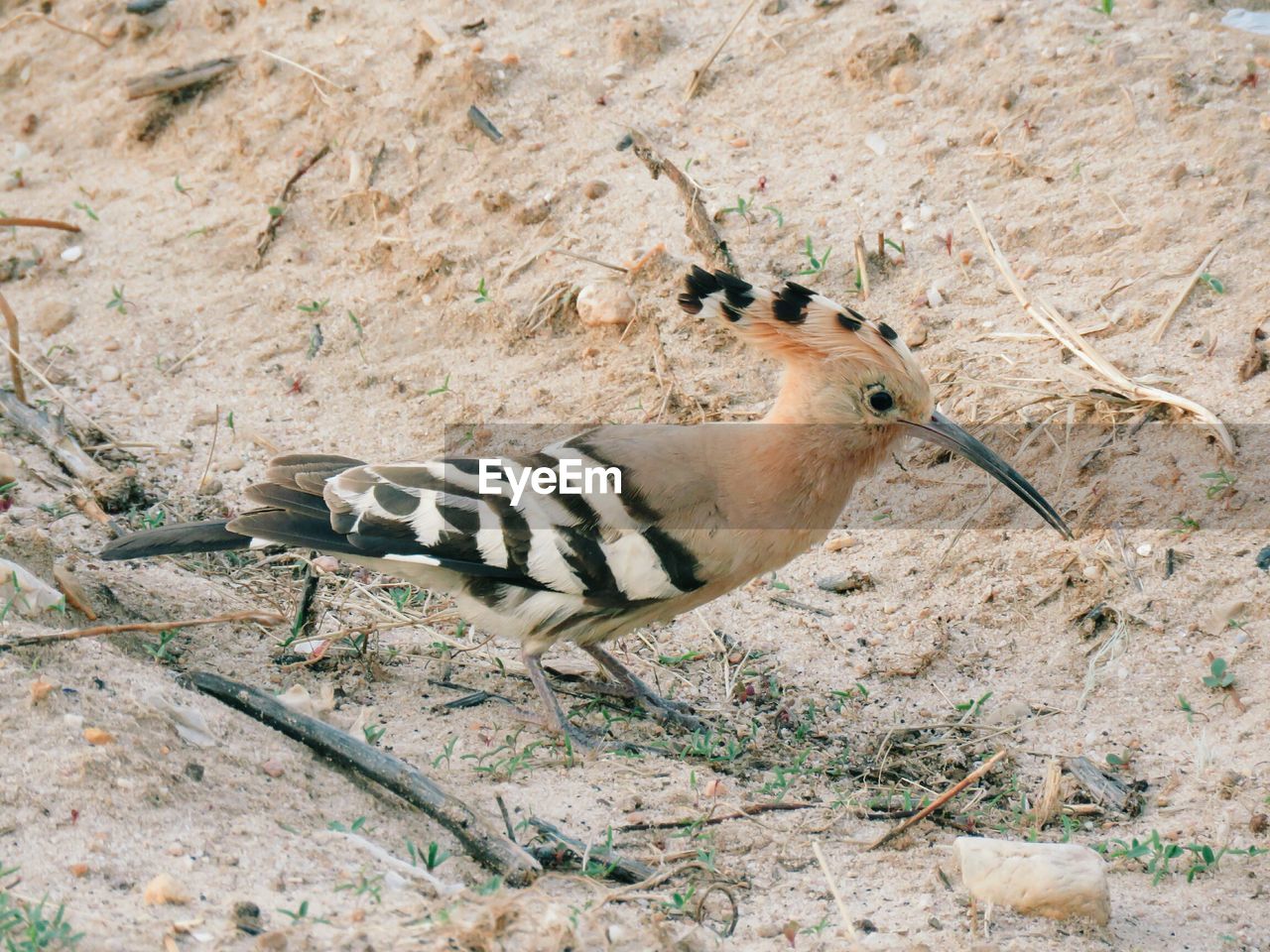 CLOSE-UP OF SPARROW