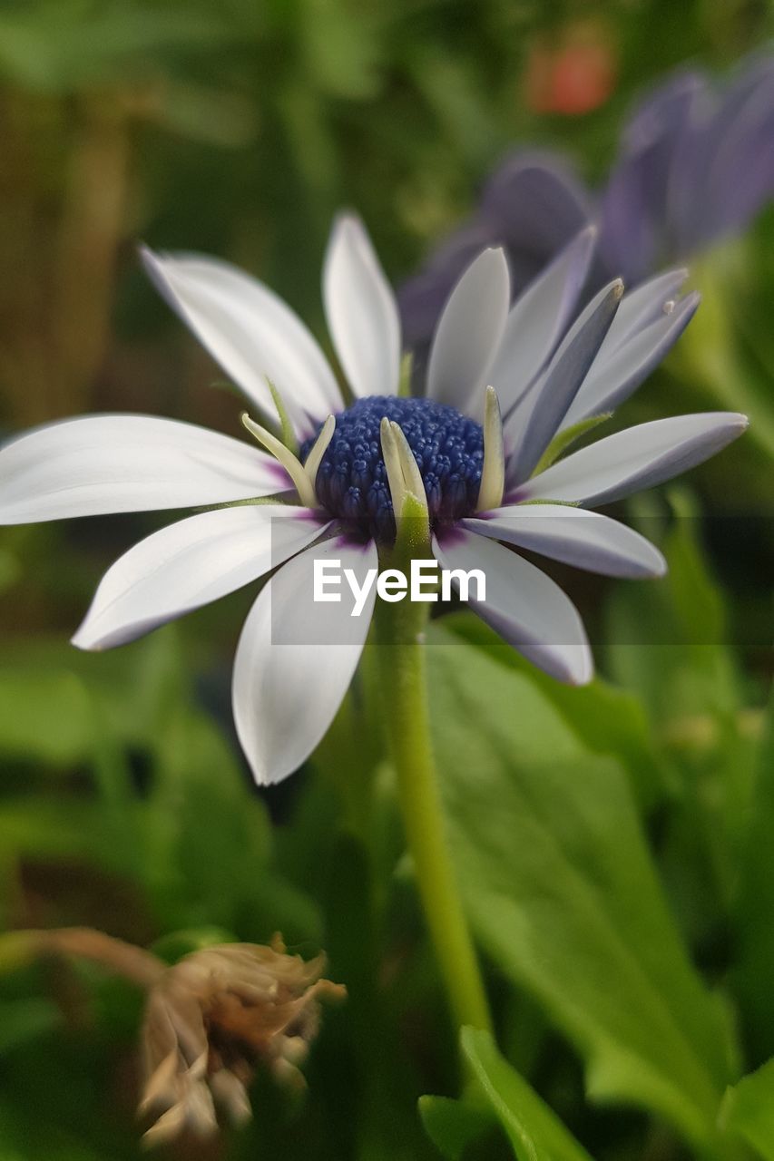 Close-up of white flowering plant in park